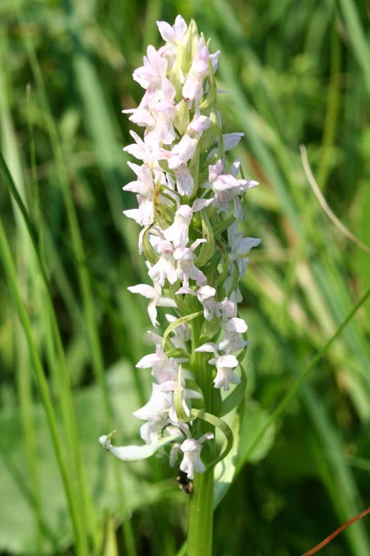 Orchidaceae Orchis